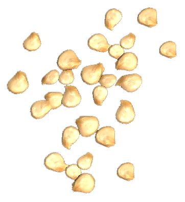 Pepper Seeds.png